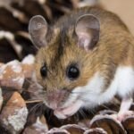 Aksident në rrugën Shkup-Tetovë, humb jetën një person