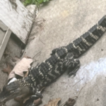 Bie numri i përfituesve nga skema për veteranët e luftës