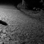 Kanosën personat zyrtarë në Pejë, arrestohen një burrë dhe një grua