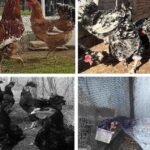 Ukraina bombardon tanket ruse në vijë të frontit