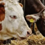 Për arsye logjistike, anulohen edhe ketë javë seancat ndaj Thaçit dhe të tjerëve